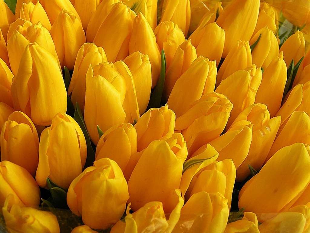 Купить «Желтый тюльпан» в Уссурийске - «Мароми»